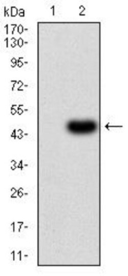 MKK3/MEK3 Antibody (2E12D11) - BSA Free, Novus Biologicals 0.1mg; Unlabeled:Antibodies,